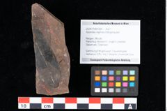 Foto (Objekt + Etikett) von Xylomites daphnes Ettingshausen (NHMW-GEO-2024-0188-0064)